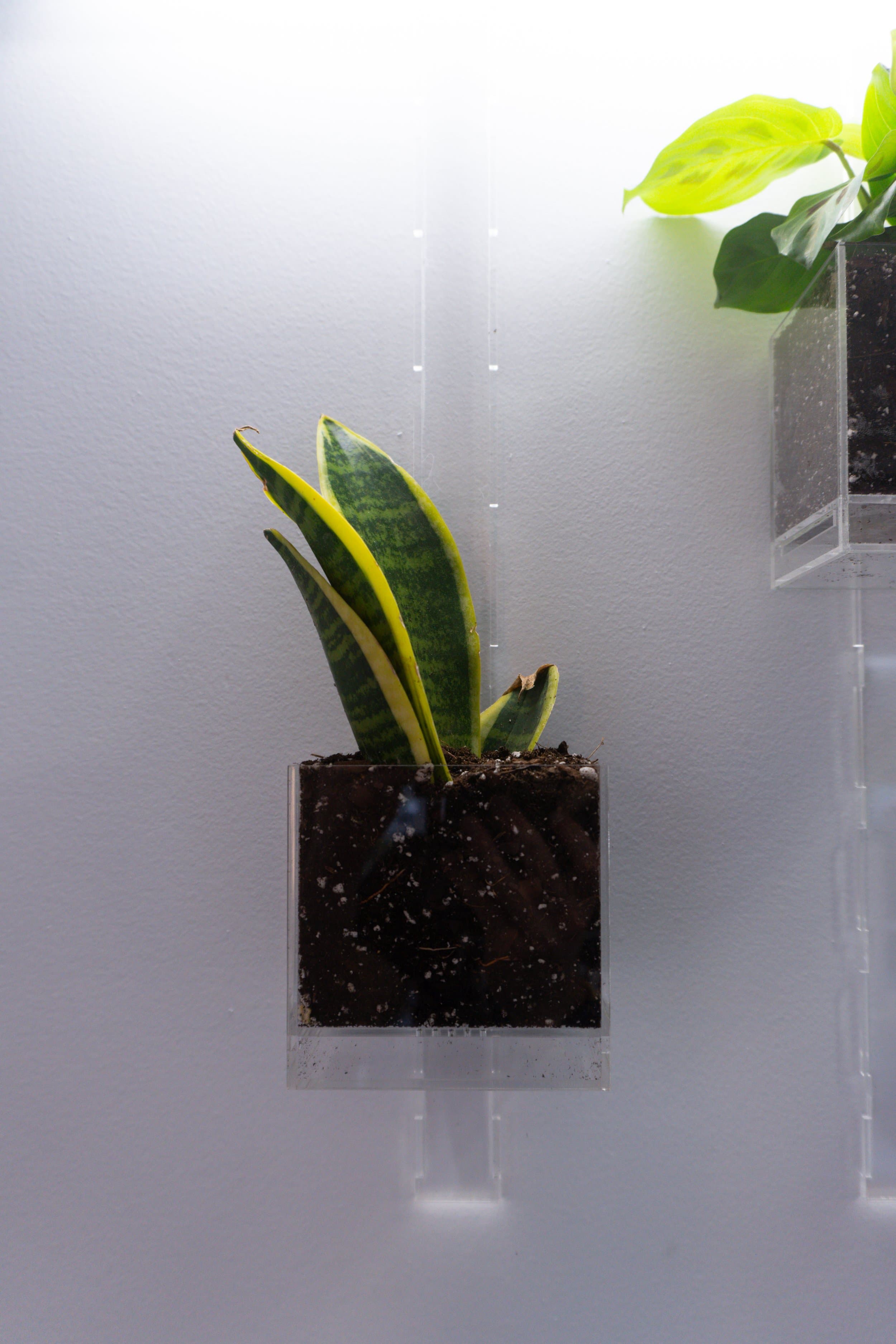 Pomander Walk (Artist Consultation) — 2