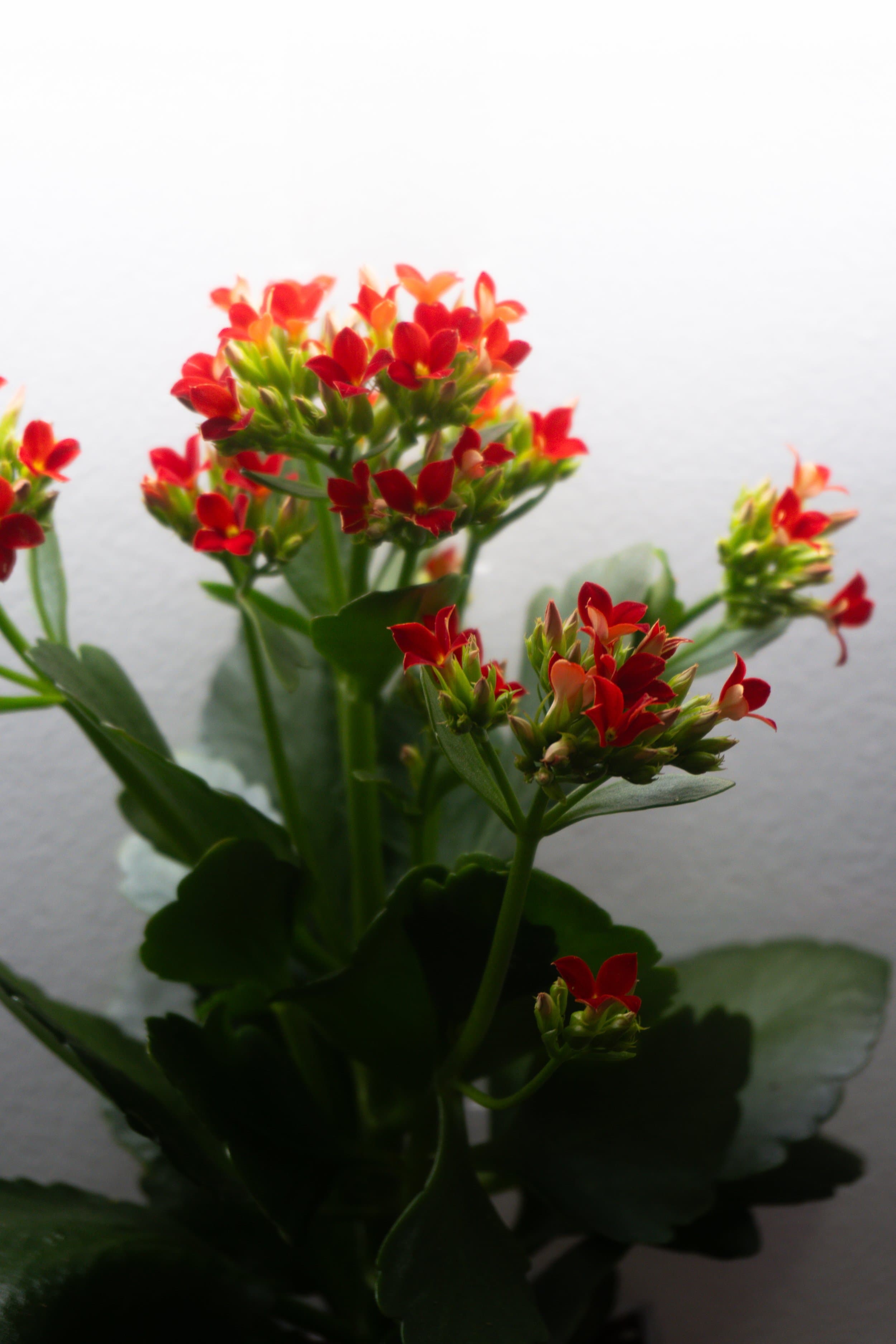 Pomander Walk (Artist Consultation) — 4