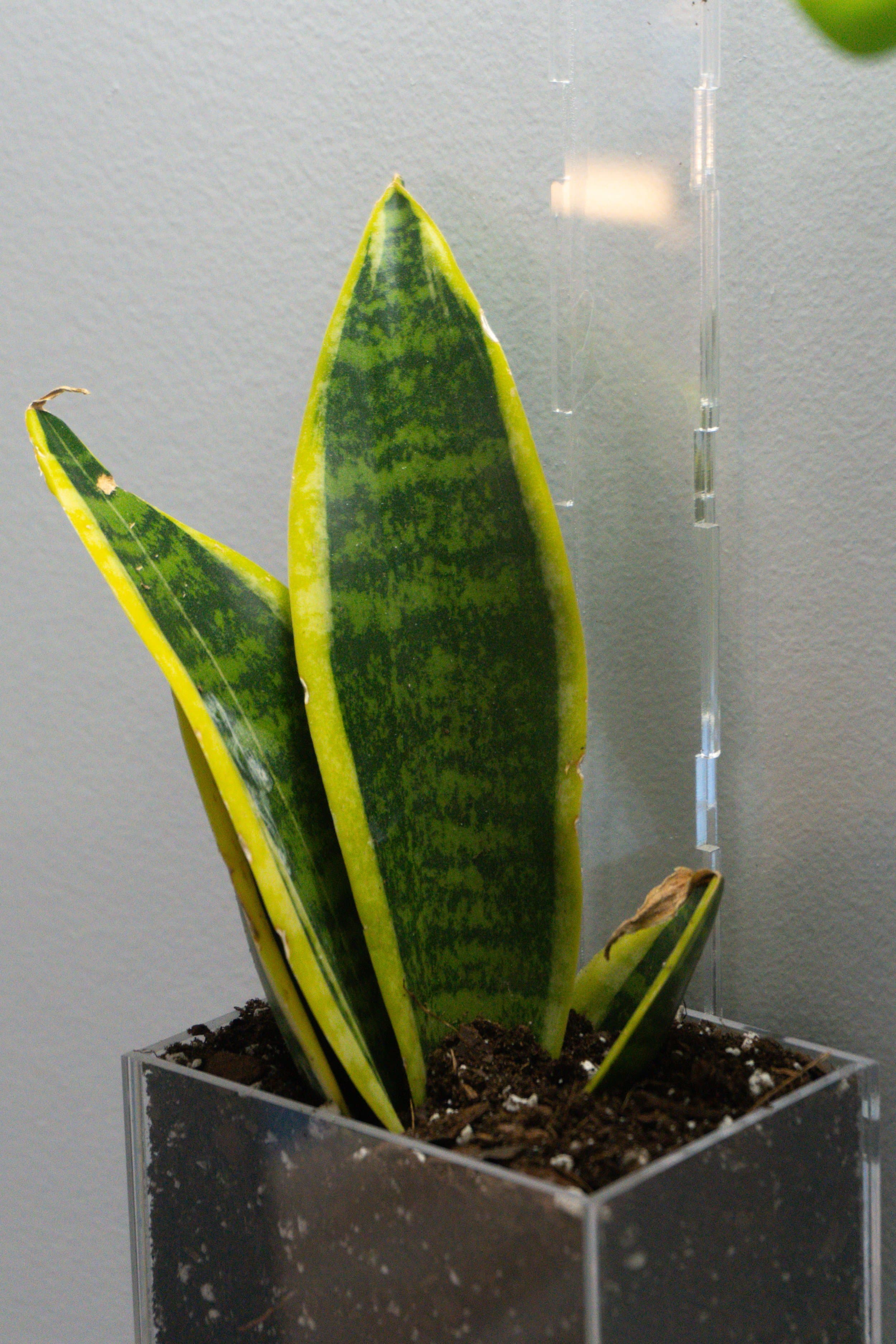 Pomander Walk (Artist Consultation) — 9