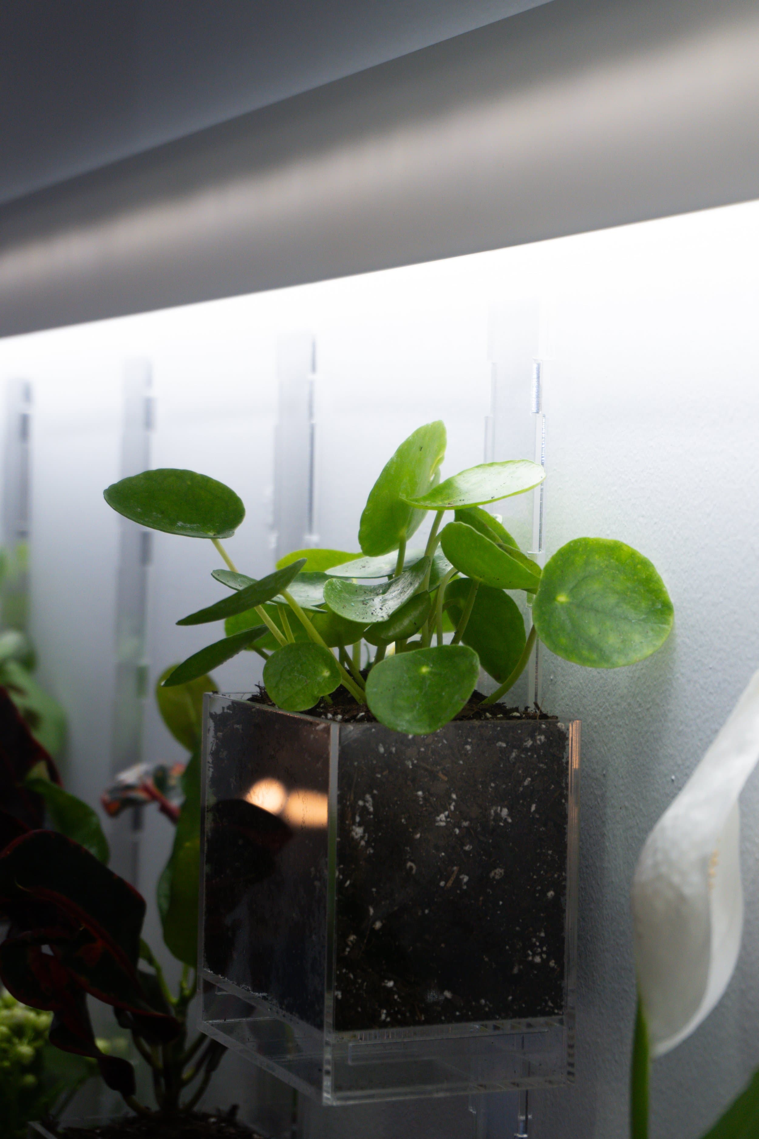 Pomander Walk (Artist Consultation) — 11