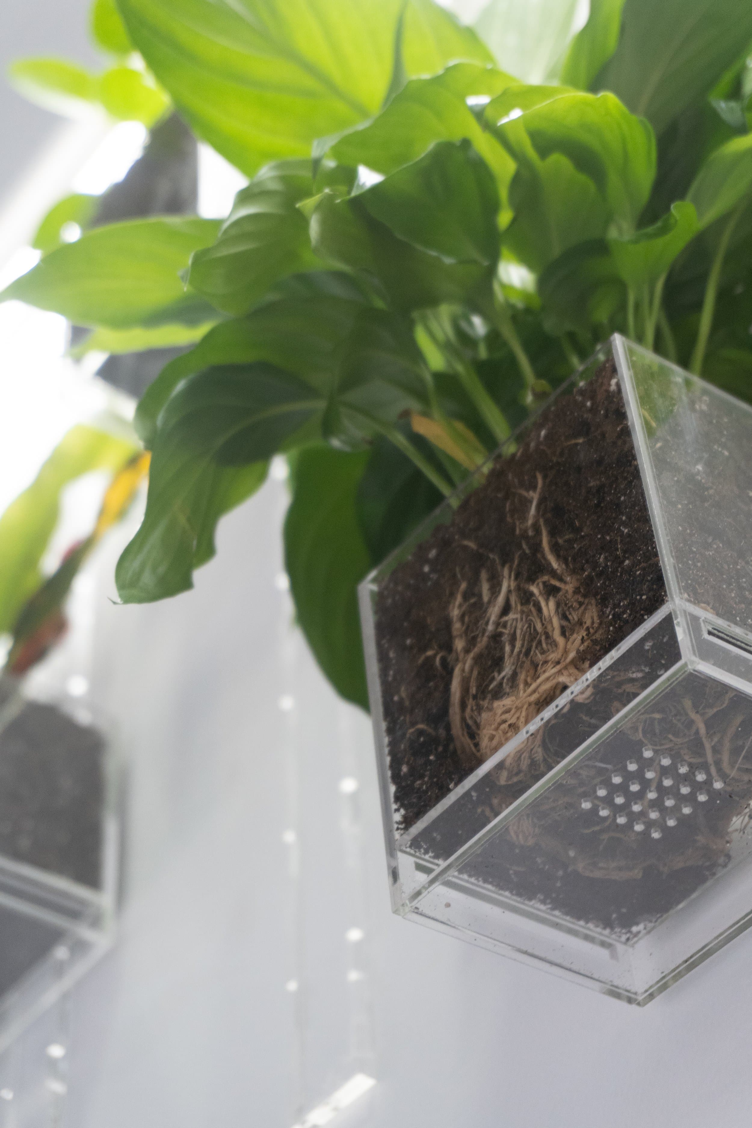 Pomander Walk (Artist Consultation) — 12