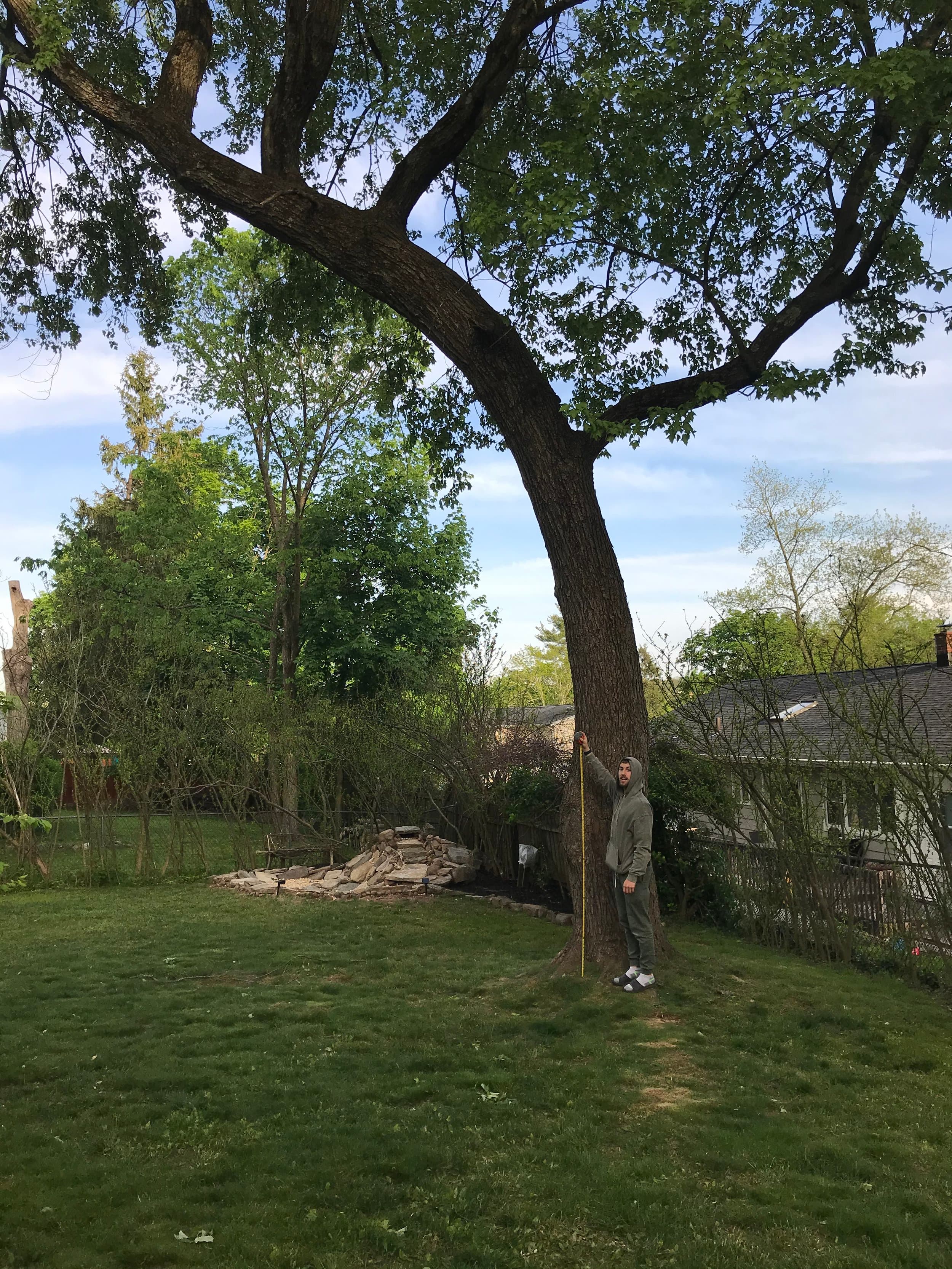 I photographed myself next to the tree with a tape measure, and then took it into photoshop and duplicated myself to find the height of the tree- to know how much chain to buy.