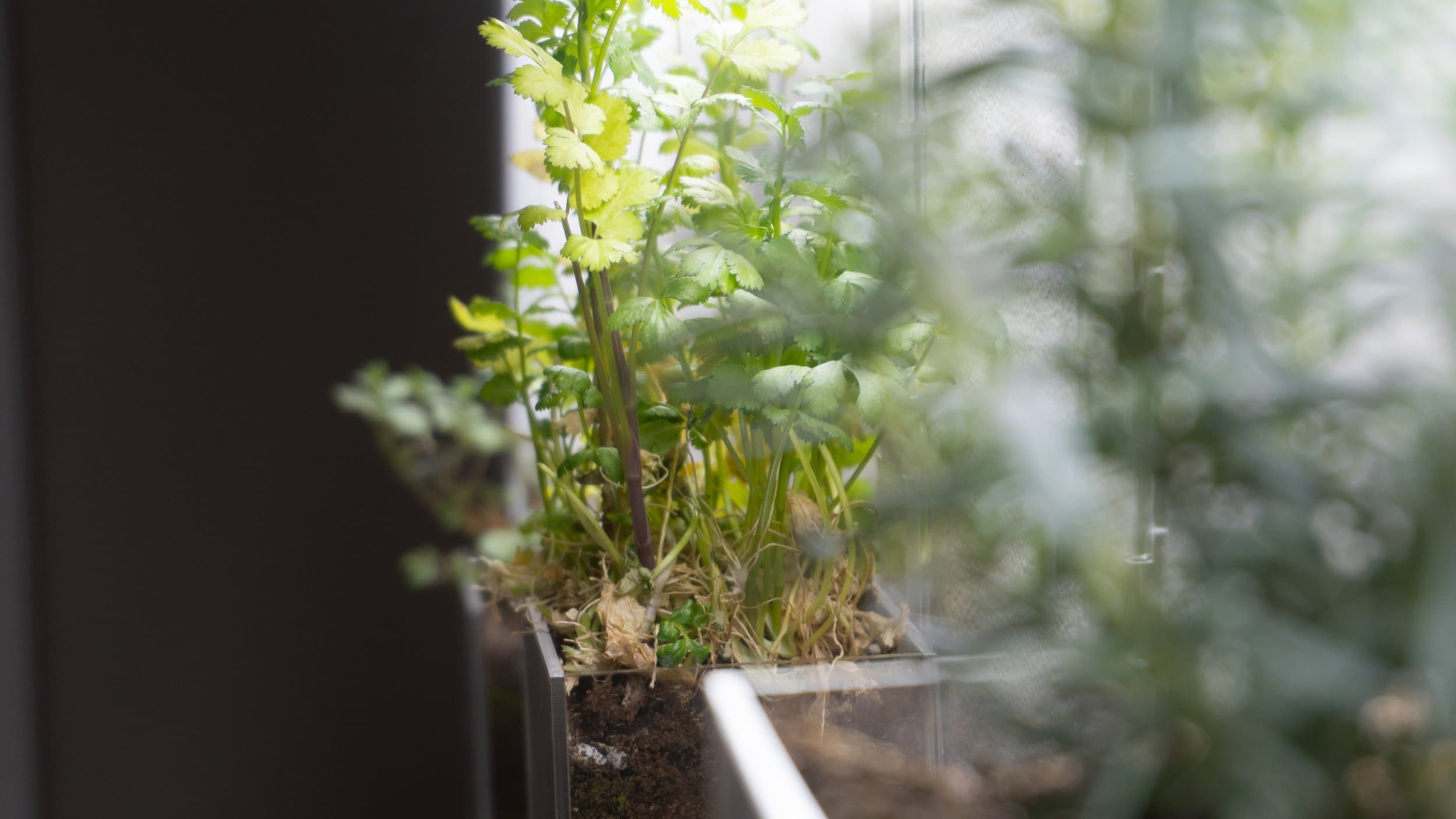 Pomander Walk (Artist Consultation)