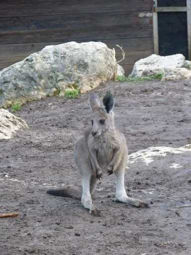 My great aunt loves animals, and often sends us photos from her adventures. I thought this kangaroo was cute.
