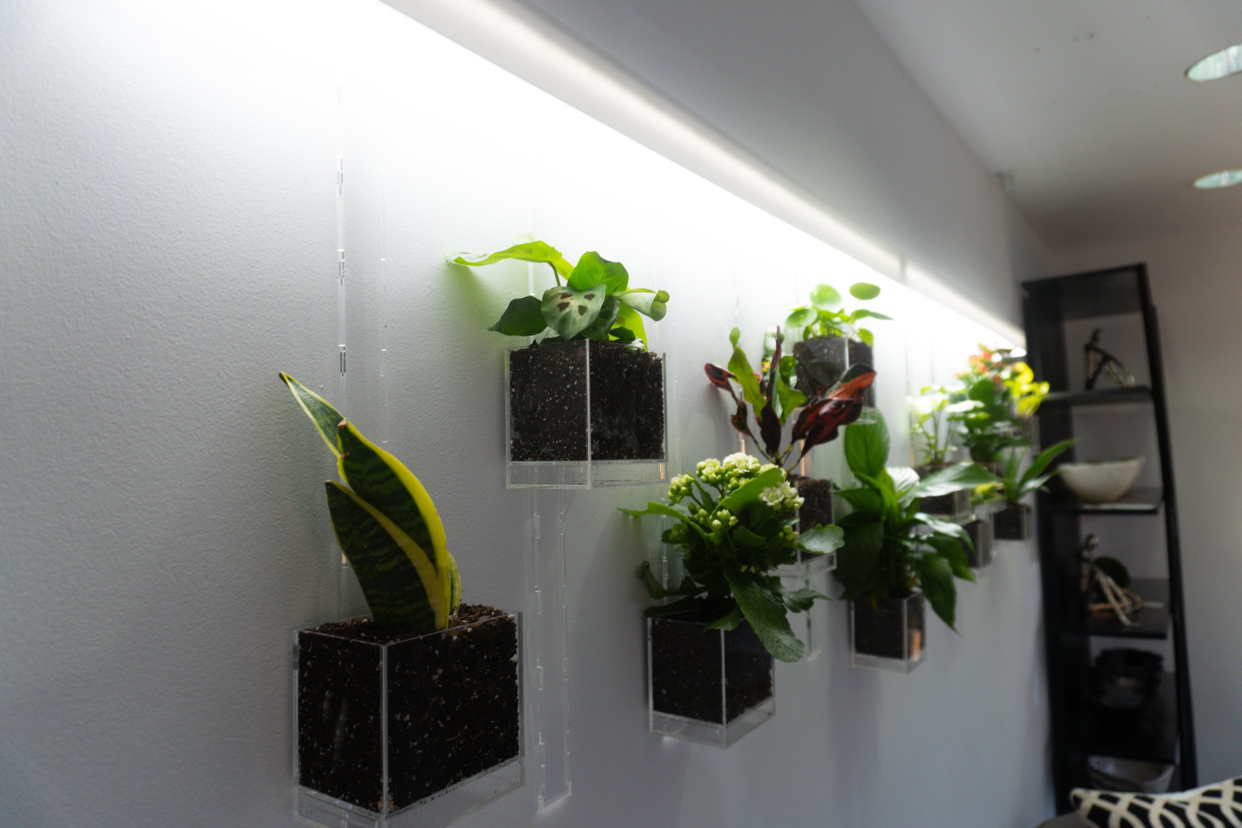 Pomander Walk (Artist Consultation) — 1