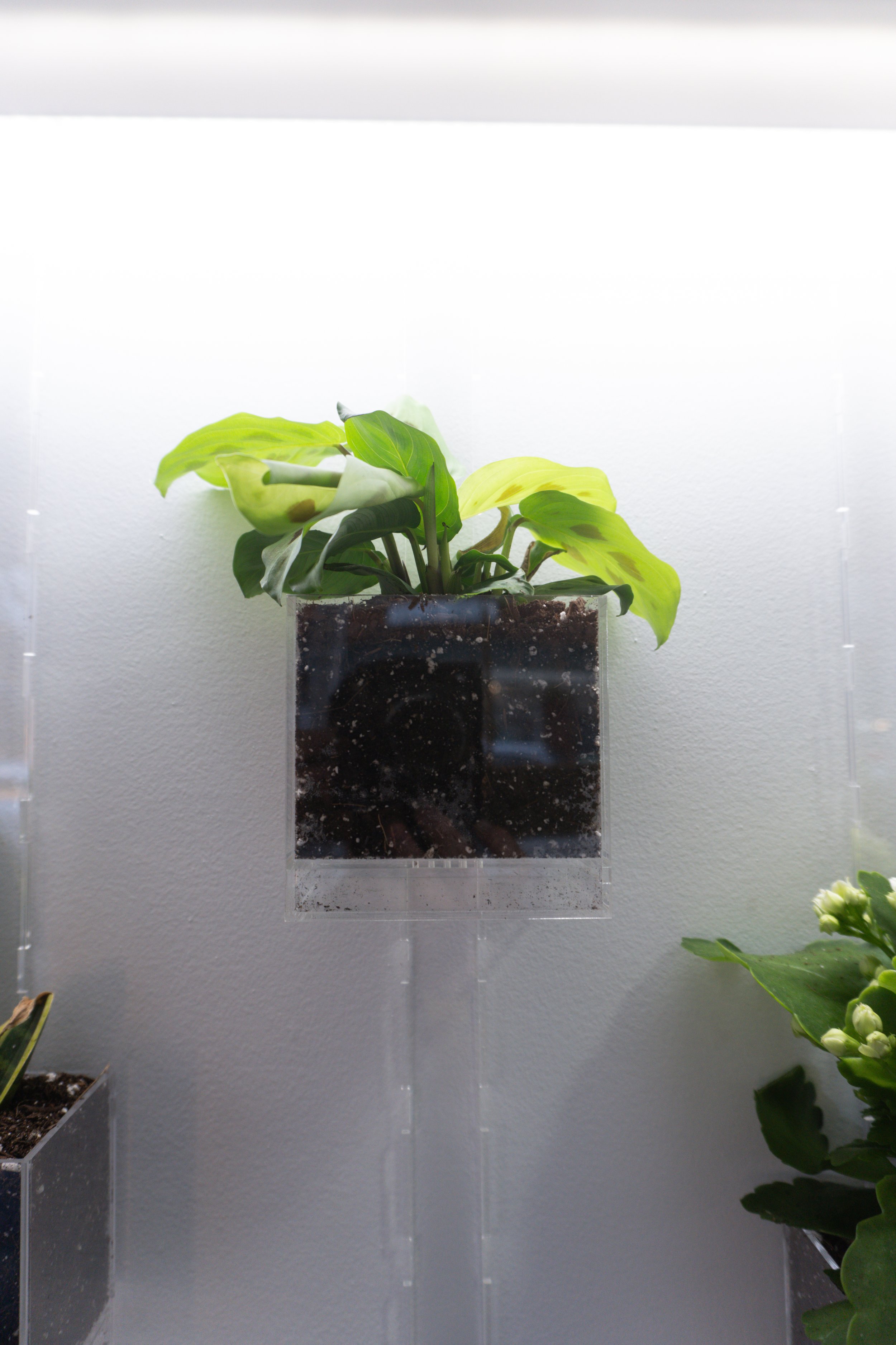 Pomander Walk (Artist Consultation) — 3