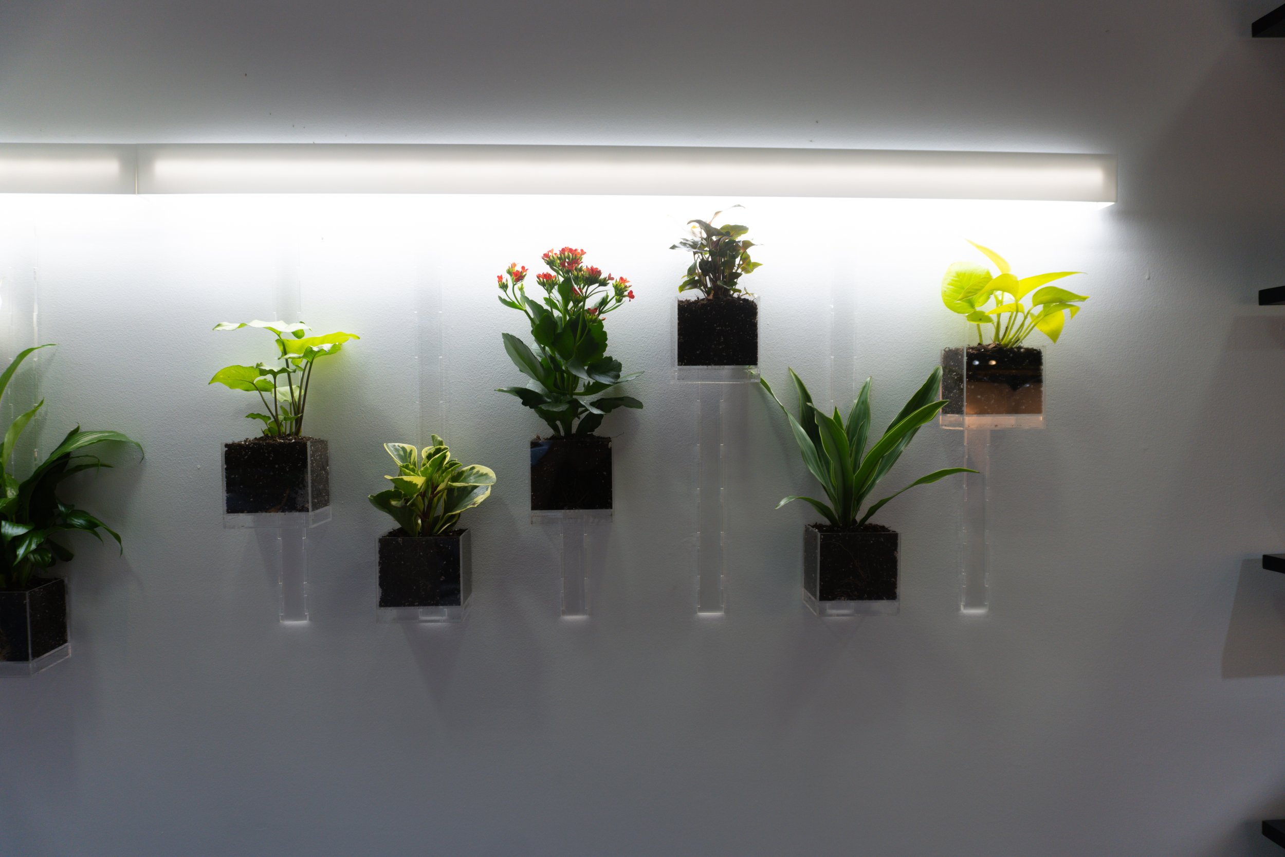 Pomander Walk (Artist Consultation) — 7